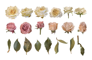 Collection of realistic roses and leaves
