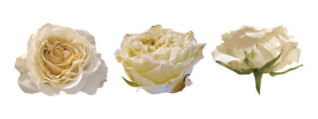 Collection of realistic roses
