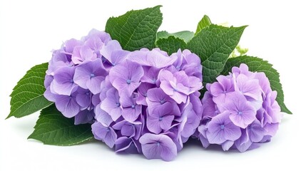 Fototapeta premium Vibrant violet hydrangea flowers with lush green leaves creating an elegant floral background for design and decoration purposes