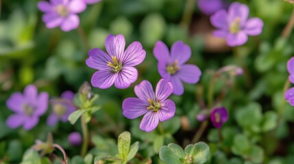 Obraz premium Close up of delicate purple flowers surrounded by lush green grass with a soft blurred background in a natural garden setting