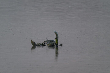 A frozen part of a branch in a pond.
