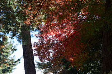 秋の紅葉 寺