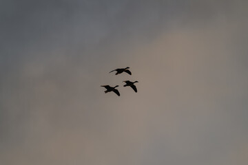 Three ducks flying in the sky - silhouettes.
