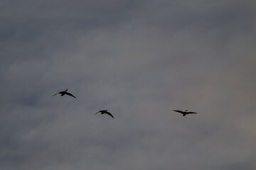 Three ducks flying in the sky - silhouettes.
