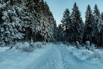 Obraz premium Winterwanderung durch den Thüringer Wald bei Oberhof zur Blaue Stunde - Thüringen - Deutschland