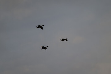 Three ducks flying in the sky - silhouettes.
