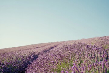 Fototapeta premium A picturesque scene featuring a lush field of purple flowers against a blue sky