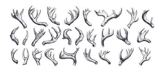Animal horns engraving vector set. Antelope deer sheep moose ram antlers head artiodactyla bones, isolated hand drawn black monochrome vectors on white background