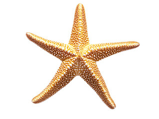 a starfish with white dots