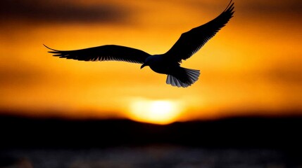 Golden Hour Flight: Silhouette of a seagull soaring gracefully against a vibrant sunset.  A captivating image symbolizing freedom, hope, and the beauty of nature's spectacle.