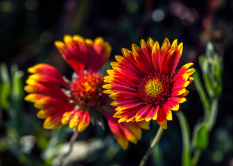 Indian Blanket Wildflower with early morning dew drops