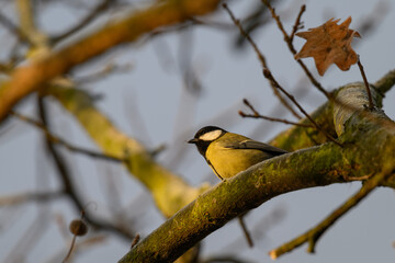Great tit outdoors on a leafless branch.

