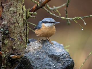 Kleiber (Sitta europaea)           ,   Kleiber ,Sitta...