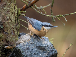 Kleiber (Sitta europaea)           ,   Kleiber ,Sitta...
