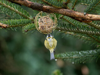 Blaumeise (Cyanistes caeruleu)