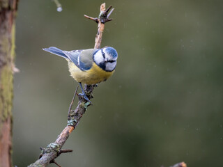Blaumeise (Cyanistes caeruleu)