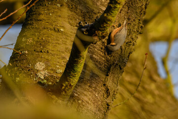 Nuthatch bird on a branch in the rising sun.
