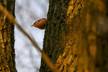 Nuthatch bird on a branch in the rising sun.
