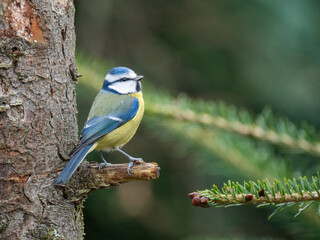 Blaumeise (Cyanistes caeruleu)