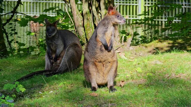 Swamp Wallaby, Wallabia bicolor, is one of the smaller kangaroos. This wallaby is also commonly known as the black wallaby