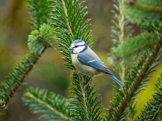 Blaumeise (Cyanistes caeruleu)