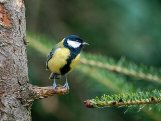 Obraz premium Kohlmeise (Parus major)