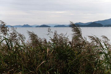 reeds and islands at the seaside
