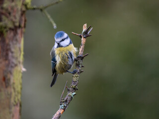 Blaumeise (Cyanistes caeruleu)