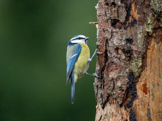Blaumeise (Cyanistes caeruleu)