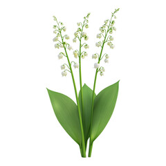 Fototapeta premium Three elegant stems of fresh Lily of the Valley display their characteristic white bell flowers, digitally isolated on a bright transparent