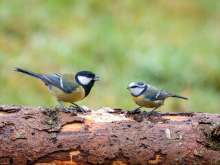 Blaumeise (Cyanistes caeruleu)    Kohlmeise (Parus major)