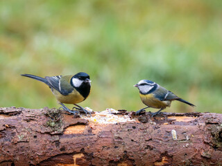 Blaumeise (Cyanistes caeruleu)    Kohlmeise (Parus major)
