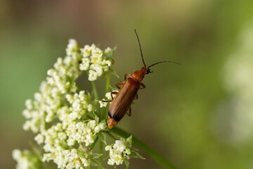 closeup view of insect at nature	