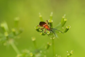 closeup view of insect at nature	