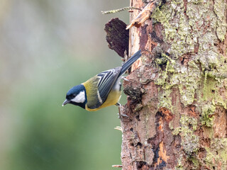  Kohlmeise (Parus major)