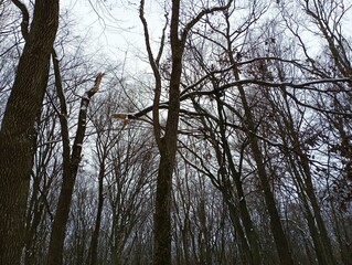 Winter forest with broken trees. Broken tree trunks after a storm in the forest.