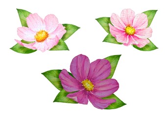 Watercolor illustration set of isolated pink cosmos flowers with leaves on a white background. Great for spring design and decor, cards, prints.