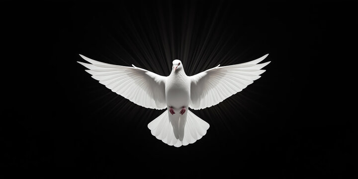 Majestic white dove with spreaded wings with god rays and black backround. 