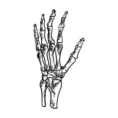 Fototapeta premium Illustration of an Human Wrist Joint Bones Anatomy Handdrawn