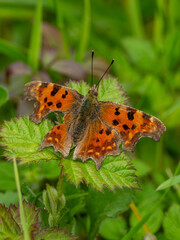 Comma Butterfly Resting With its Wings Open