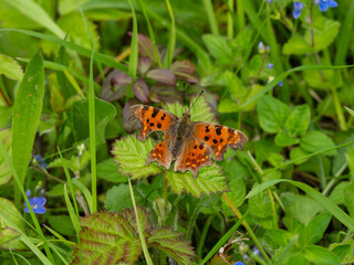 Comma Butterfly Resting With its Wings Open