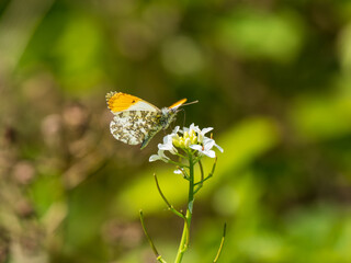 Orange-tip Butterfly Feeding on Garlic Mustard