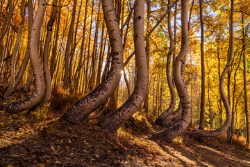 Dancing Aspens Sunburst