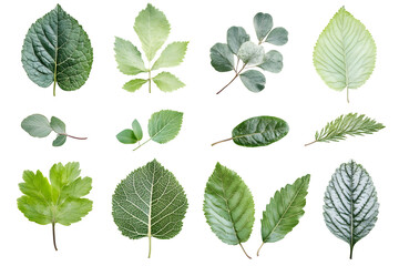 set of green leaves on a white background