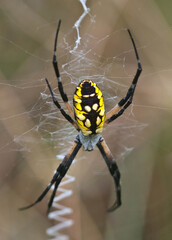Garden spider.jpg