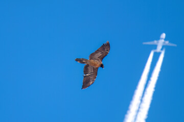 a bearded vulture, gypaetus barbatus, a very large bird of prey, is flying on the sky, with a airplane in the background, in the alps of austria, in the hohe tauern national park, at a winter day