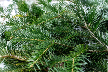 Obraz premium Overhead view green fir branch Christmas holiday background