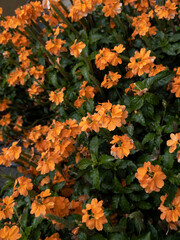 the firecracker flower or firecracker plant (Crossandra infundibuliformis) at Kandy, Central Province, Sri Lanka