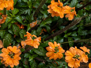 the firecracker flower or firecracker plant (Crossandra infundibuliformis) at Kandy, Central Province, Sri Lanka