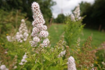 Obraz premium Wide angle closeup on a a rich flowering White Meadowsweet Spirea alba shrub